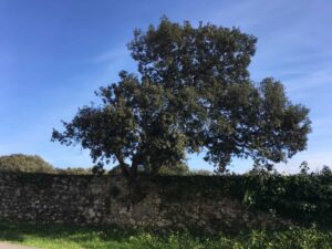 Prensa 10 03-El-arbol-del-muro