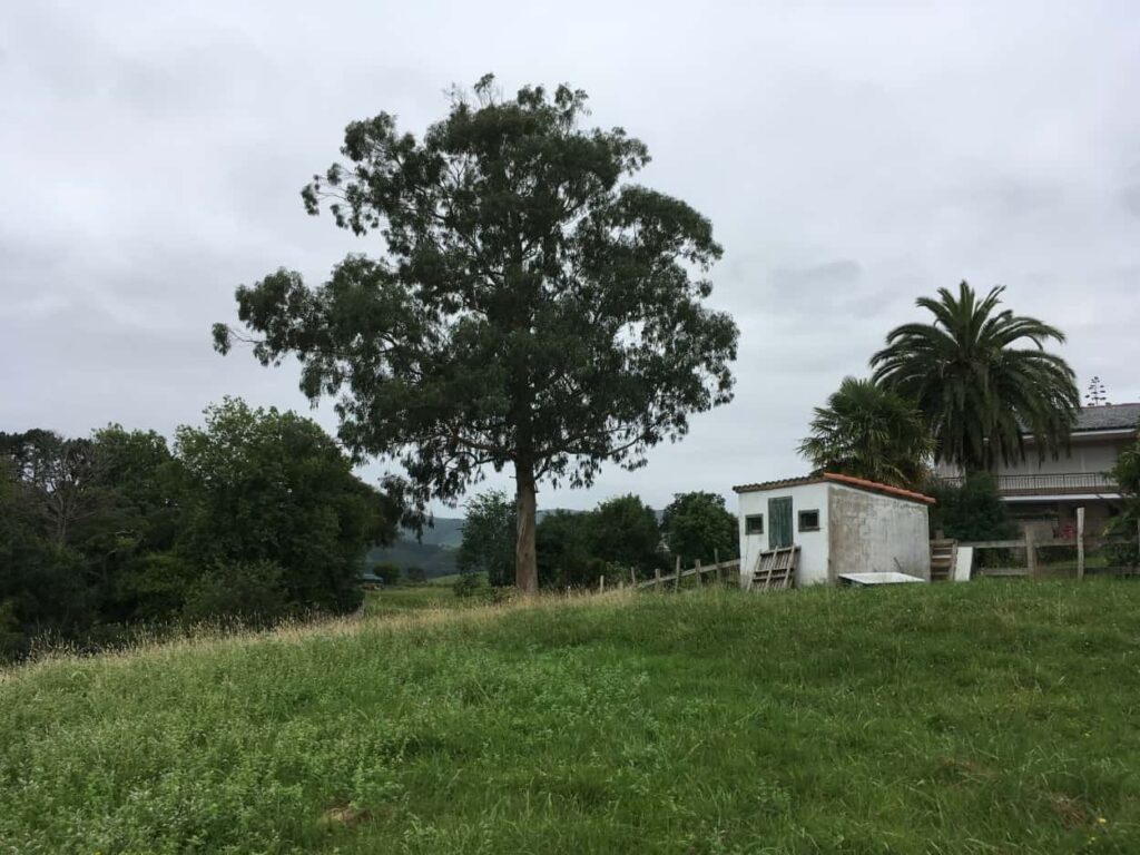Los bosques de San Vicente – El Diario Montañés 1 12-Los-Bosques-de-SVB