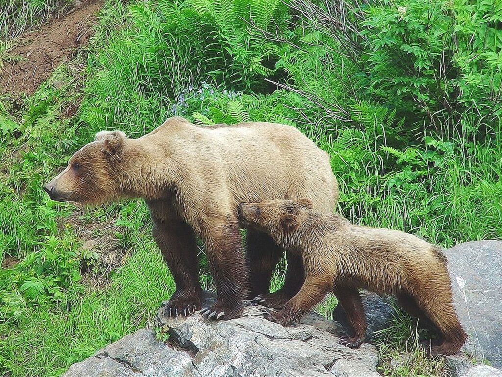 Día de la Madre 2021 10 210502 osa y osezno buscado bear cub