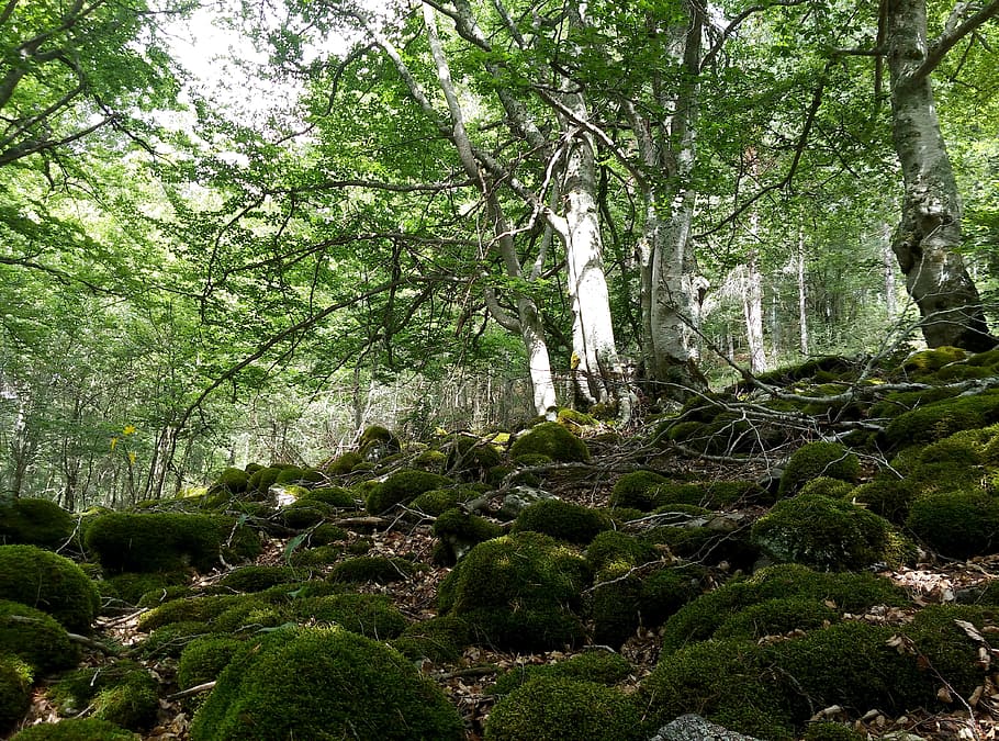 Los bosques 10 210712 beech hayedo forest green